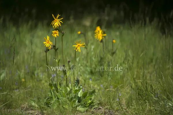 Fokus-Natur Bild