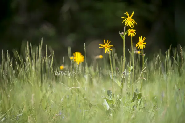 Fokus-Natur Bild