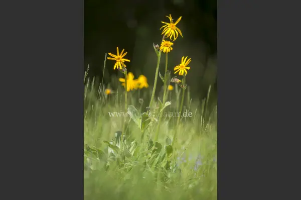 Fokus-Natur Bild