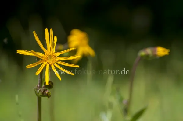 Fokus-Natur Bild