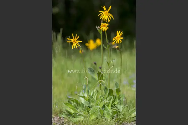 Fokus-Natur Bild