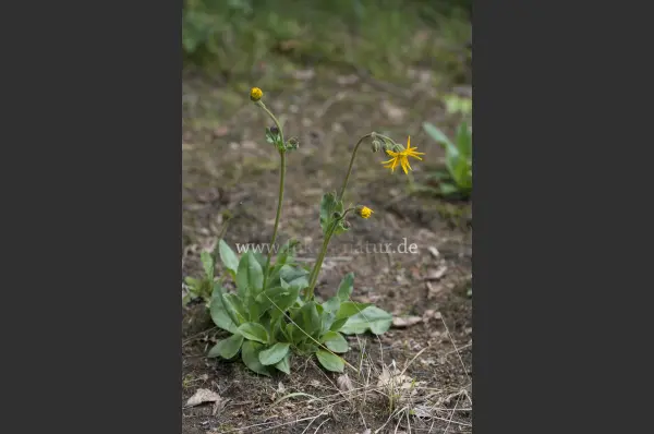 Fokus-Natur Bild