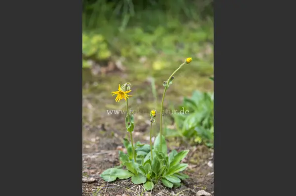 Fokus-Natur Bild