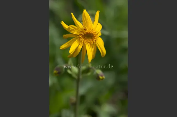 Fokus-Natur Bild