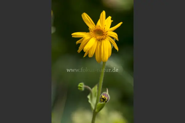 Fokus-Natur Bild