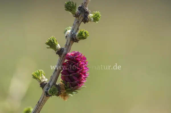 Fokus-Natur Bild