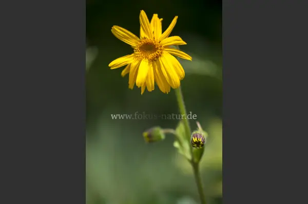 Fokus-Natur Bild