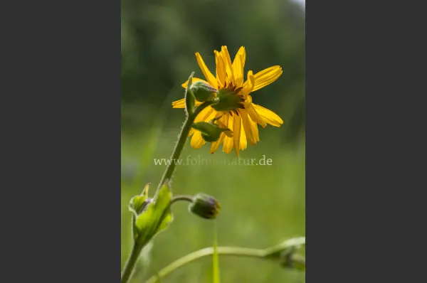 Fokus-Natur Bild