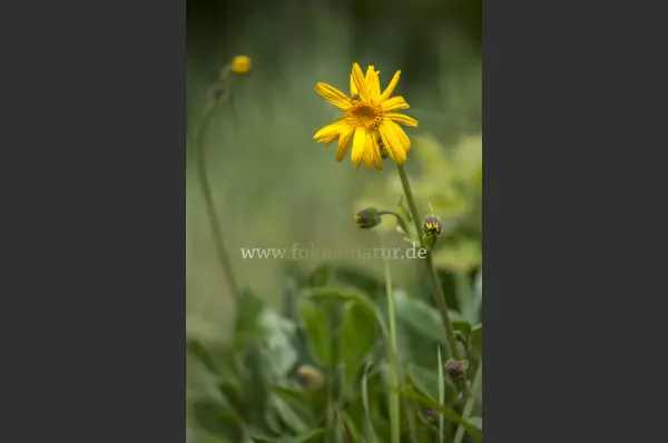 Fokus-Natur Bild