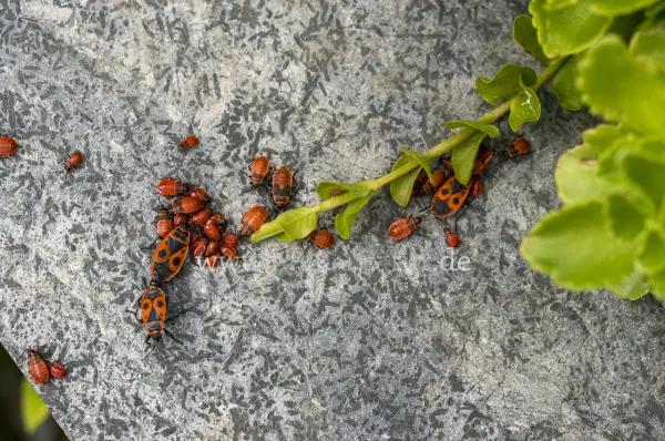 Fokus-Natur Bild