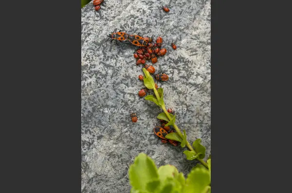Fokus-Natur Bild