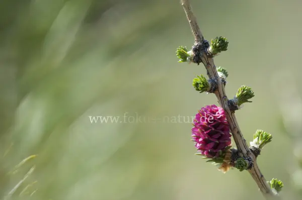 Fokus-Natur Bild