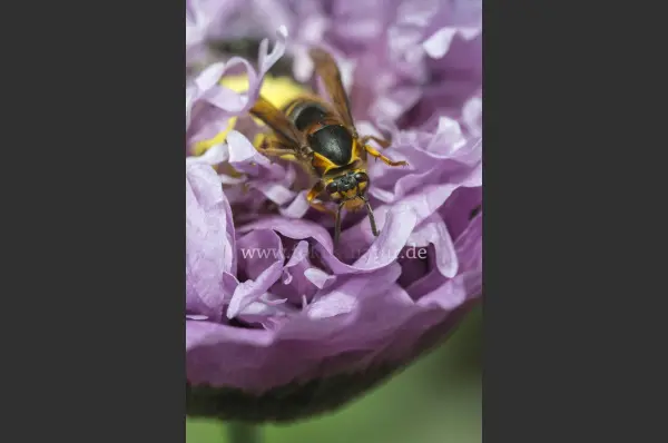 Fokus-Natur Bild