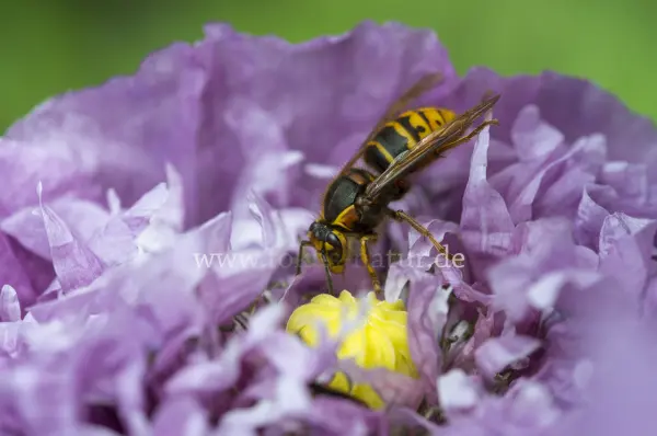 Fokus-Natur Bild