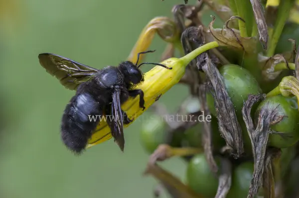 Fokus-Natur Bild