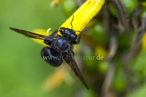 Fokus-Natur Bild