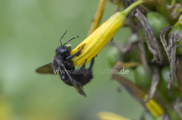 Fokus-Natur Bild