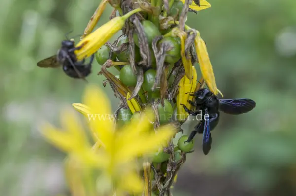 Fokus-Natur Bild
