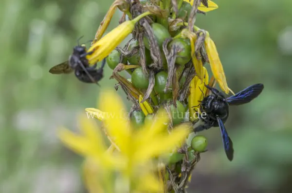 Fokus-Natur Bild