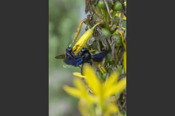 Fokus-Natur Bild