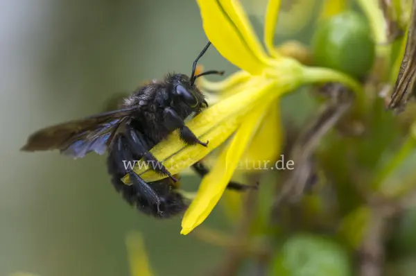 Fokus-Natur Bild