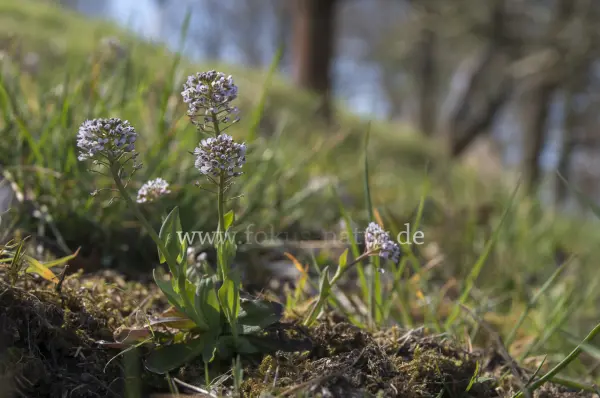 Fokus-Natur Bild