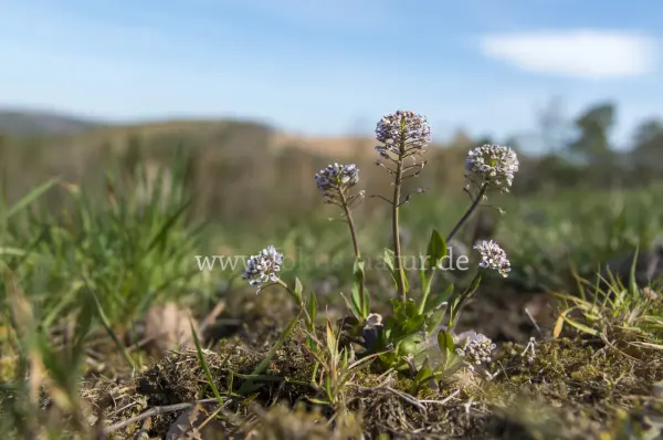 Fokus-Natur Bild