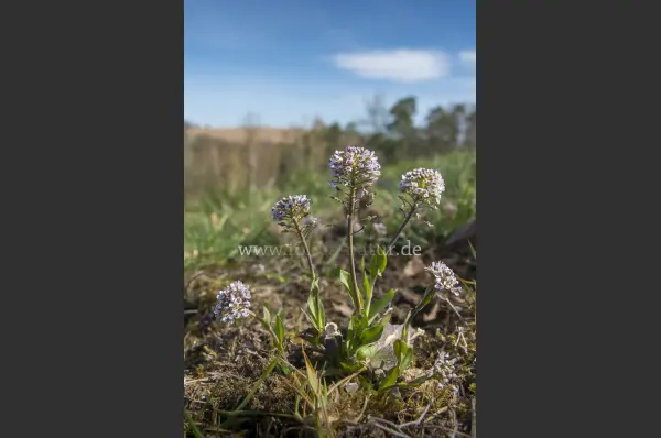 Fokus-Natur Bild