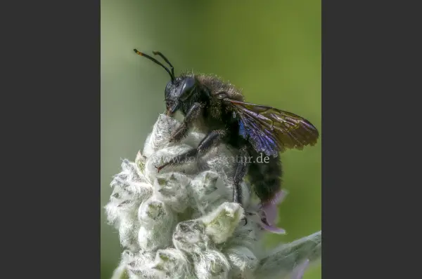 Fokus-Natur Bild