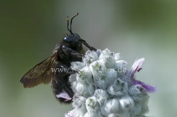 Fokus-Natur Bild