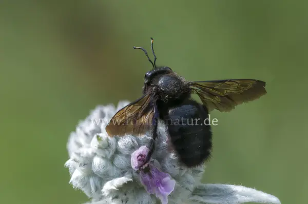 Fokus-Natur Bild