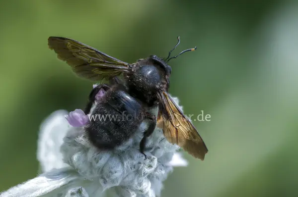 Fokus-Natur Bild