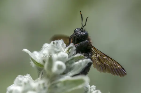 Fokus-Natur Bild