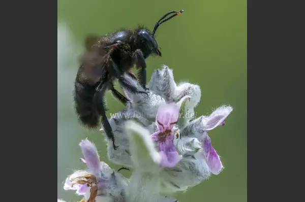 Fokus-Natur Bild