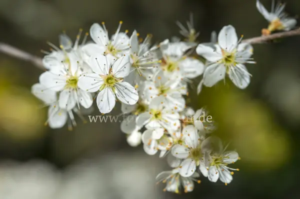 Fokus-Natur Bild