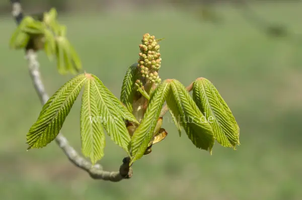 Fokus-Natur Bild