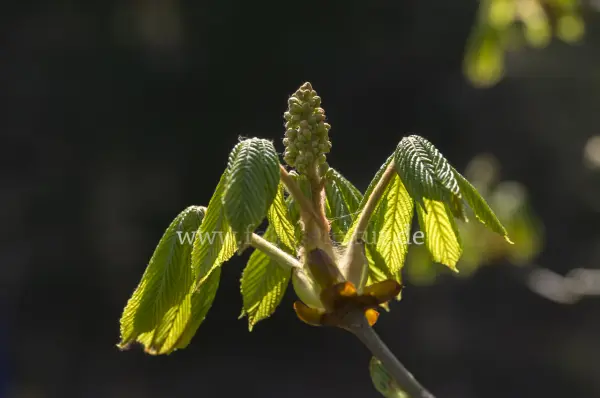 Fokus-Natur Bild