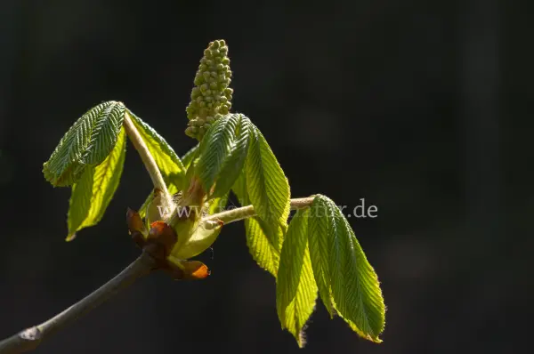 Fokus-Natur Bild