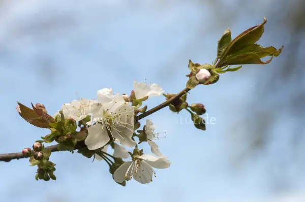 Fokus-Natur Bild