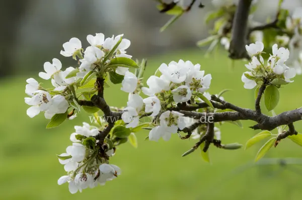 Fokus-Natur Bild