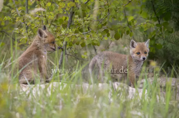 Fokus-Natur Bild