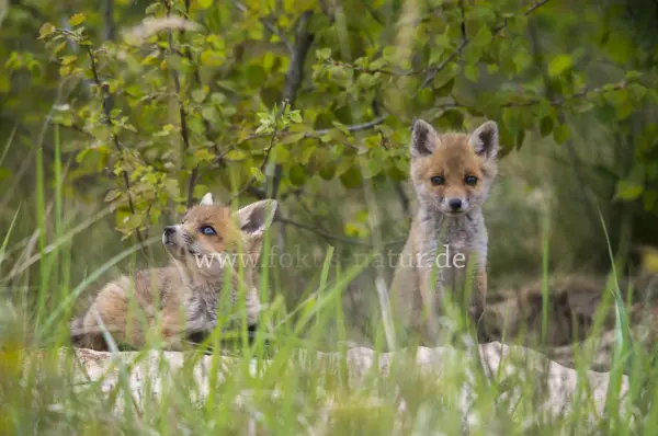 Fokus-Natur Bild