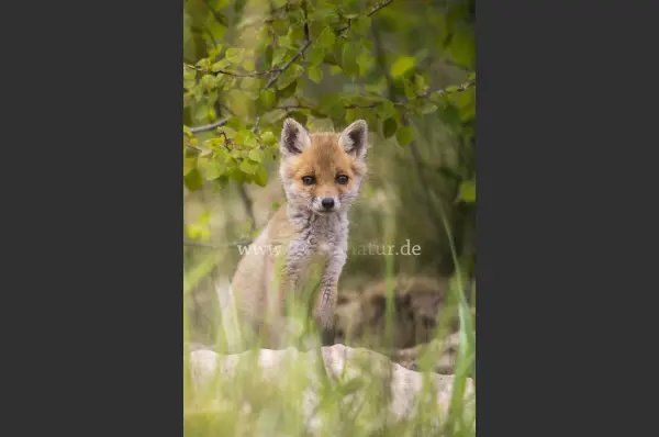 Fokus-Natur Bild