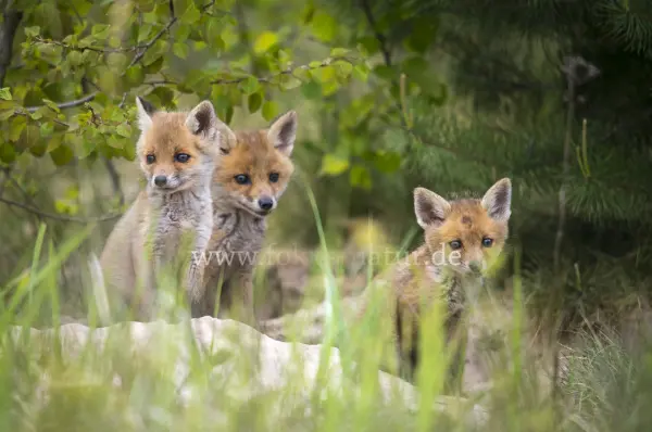 Fokus-Natur Bild