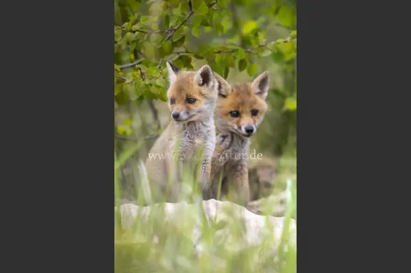 Fokus-Natur Bild