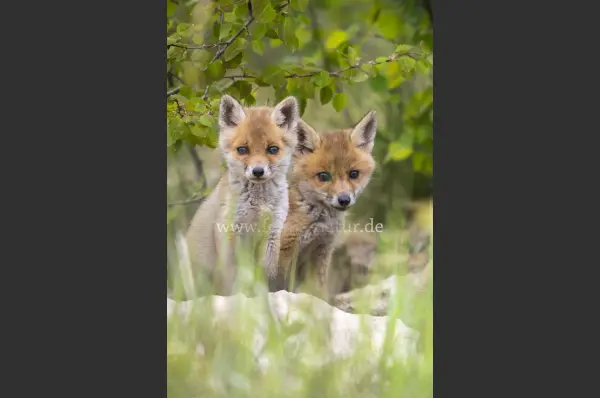 Fokus-Natur Bild