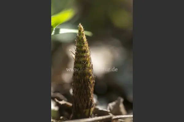 Fokus-Natur Bild