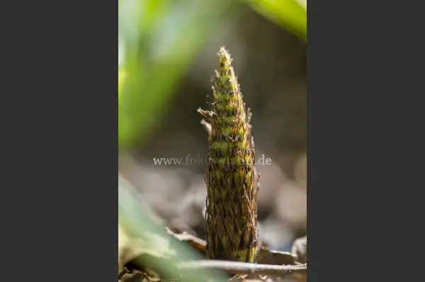 Fokus-Natur Bild
