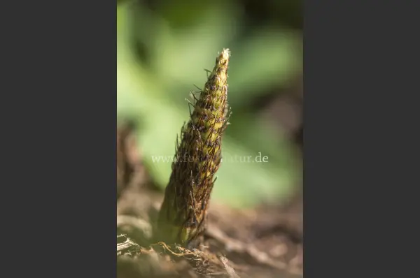 Fokus-Natur Bild