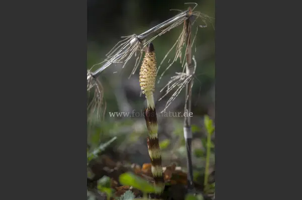 Fokus-Natur Bild